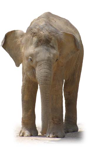 Facts about Asian Elephant