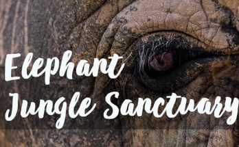 Elephant Jungle Sanctuary Phuket